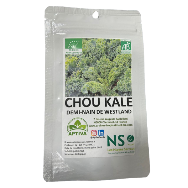Chou Kale Demi Nain de Westland Bio - Sachet 5G